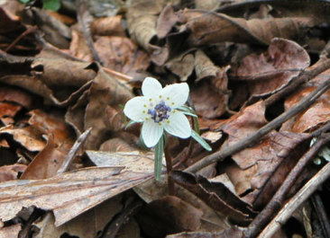 �Z�c�u���\�E